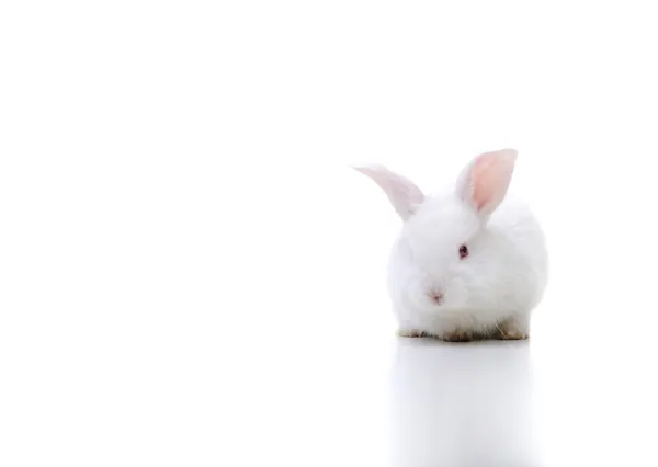 Blanco hermoso conejo, conejo de Pascua en gran espacio de copia — Foto de Stock
