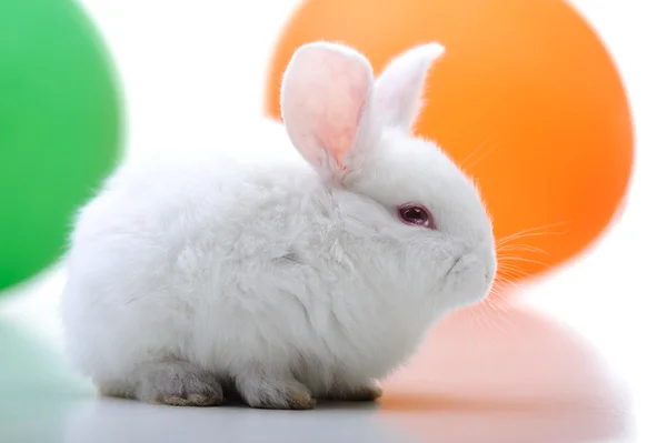 Valkoinen kaunis kani, pääsiäispupu juhlii — kuvapankkivalokuva