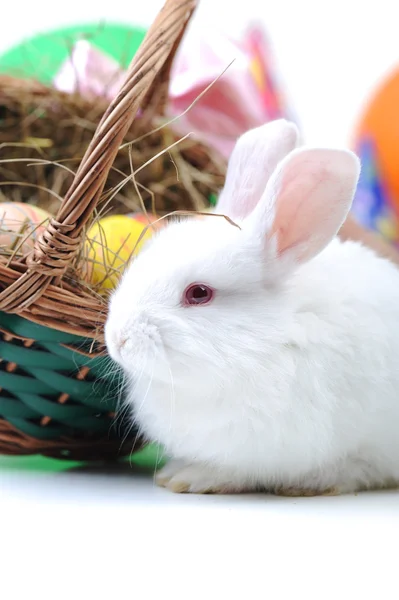 Valkoinen kaunis kani, pääsiäispupu munat korissa — kuvapankkivalokuva