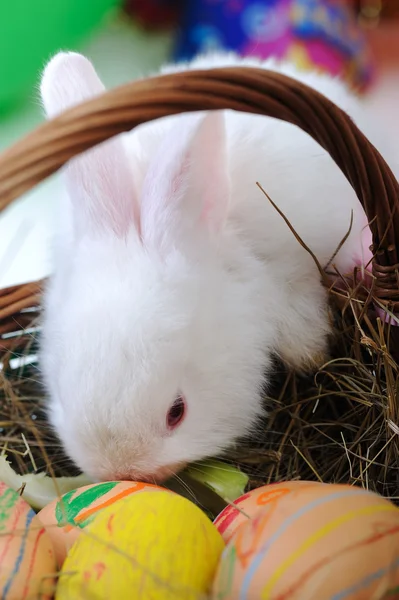 Valkoinen kaunis kani, pääsiäispupu munat korissa — kuvapankkivalokuva