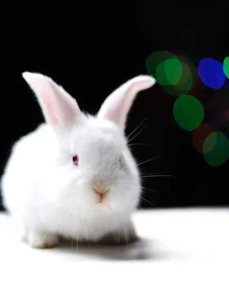 Blanco hermoso conejo, conejo de Pascua — Foto de Stock