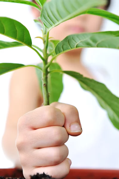 Criança, mão com planta verde isolada em branco, conceito verde — Fotografia de Stock