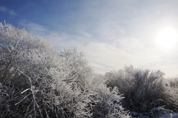 Tło zima, drzewa i niebo — Zdjęcie stockowe