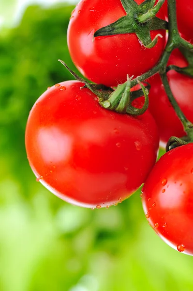 Крупним планом свіжі червоні помідори все ще на рослині — стокове фото