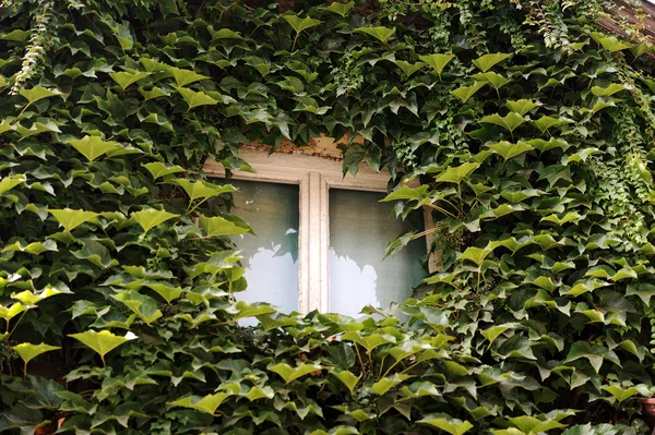 Fönster i lantligt hus — Stockfoto