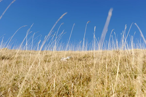 山顶上，背景 landskape 黄色草 — 图库照片