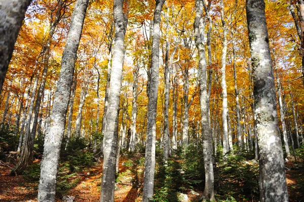 stock image Forest tree autumn yellow and green background