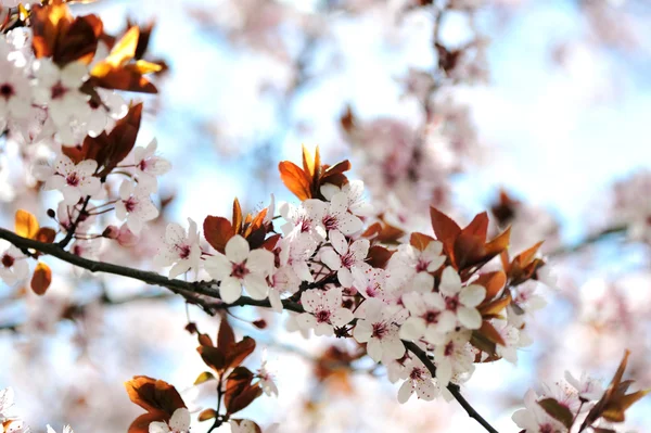 I natur, vita blommor, våren — Stockfoto