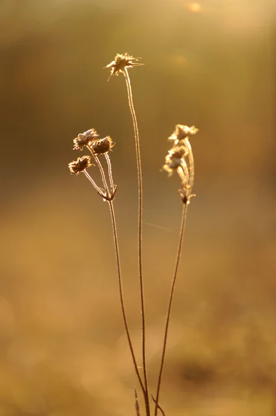 Alan çiçek ve ot yaz gün batımında — Stok fotoğraf