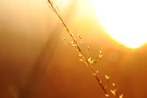 Pole květin a trávy v létě slunce — Stock fotografie
