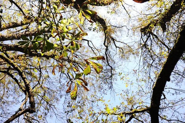 Queda, outono, árvore, braços, céu — Fotografia de Stock
