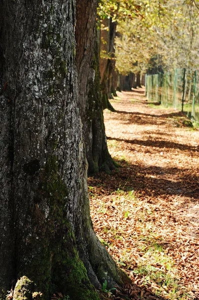 Park, fák, őszi levelek — Stock Fotó