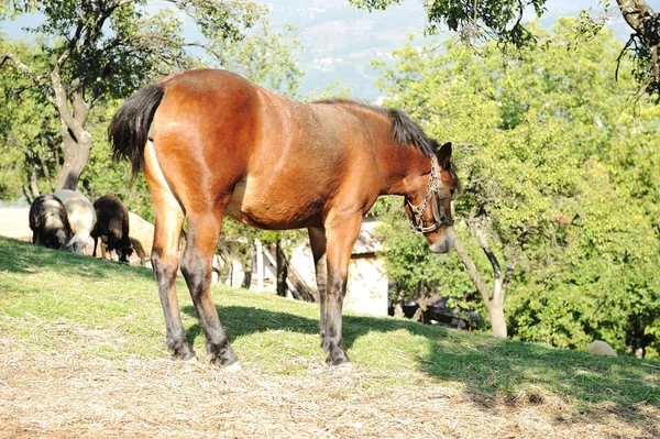Cavallo nella natura — Foto Stock