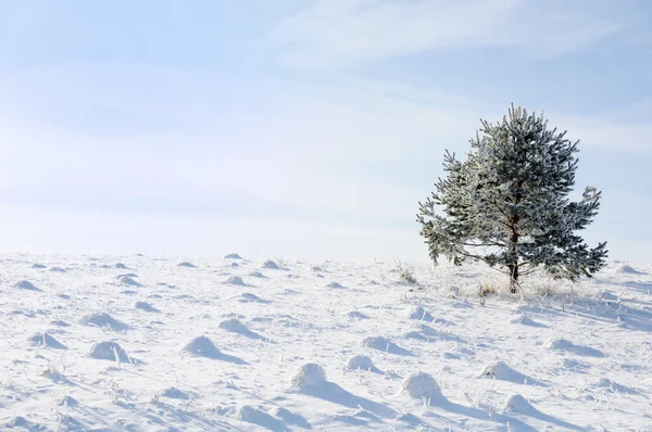 Scena zimy i śniegu, drzewo sam — Zdjęcie stockowe