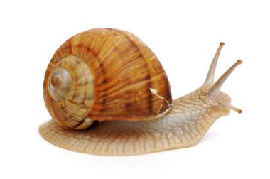 Snail clipart