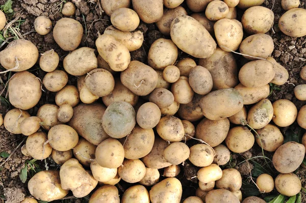 Sonbaharda hasat toplama: patates arka plan — Stok fotoğraf
