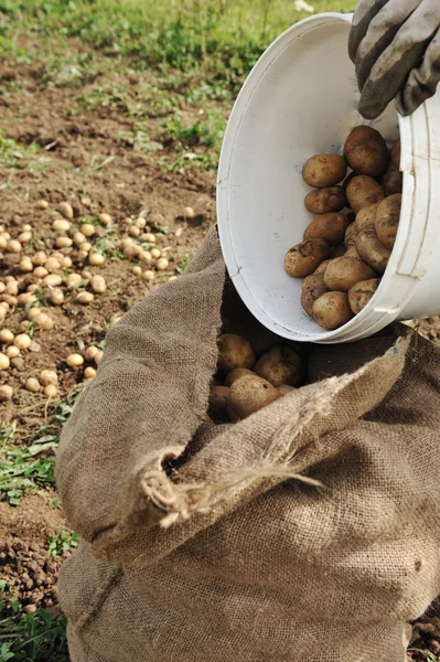 Collecting harvest in autumn: potato background — Stock Photo, Image