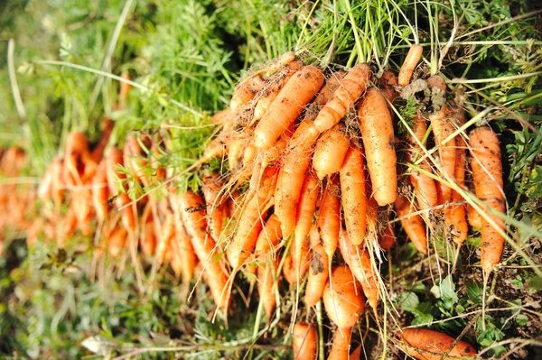 Raccolta del raccolto in autunno: carota arancione — Foto Stock