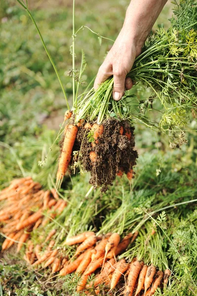 Recogida de la cosecha en otoño: zanahoria naranja del suelo — Foto de Stock