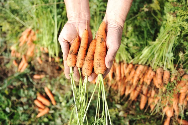 Сбор урожая осенью: оранжевая морковь в руках работницы — стоковое фото