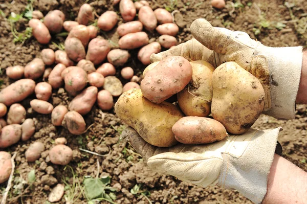Sonbaharda hasat toplama: kadın işçinin elinde patates — Stok fotoğraf