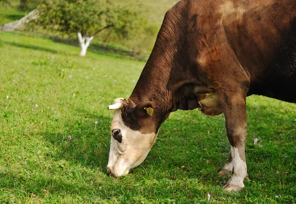 Vaca comendo grama — Fotografia de Stock