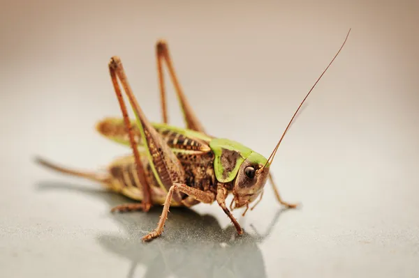 Locust, grasshopper — Zdjęcie stockowe