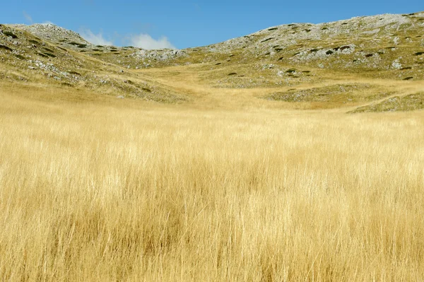 Yellow grass on the top of the mountain, background landskape — Stock Photo, Image