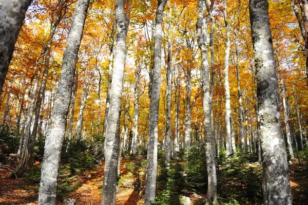 Floresta árvore outono amarelo e verde fundo — Fotografia de Stock