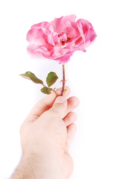 Роза в руке — стоковое фото