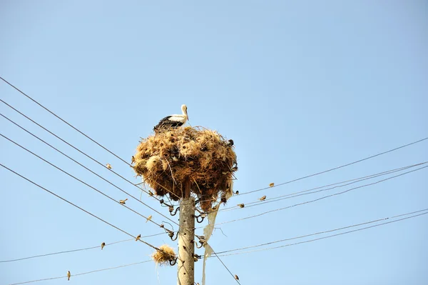 Stork on wires with many little friends — Stock Photo, Image