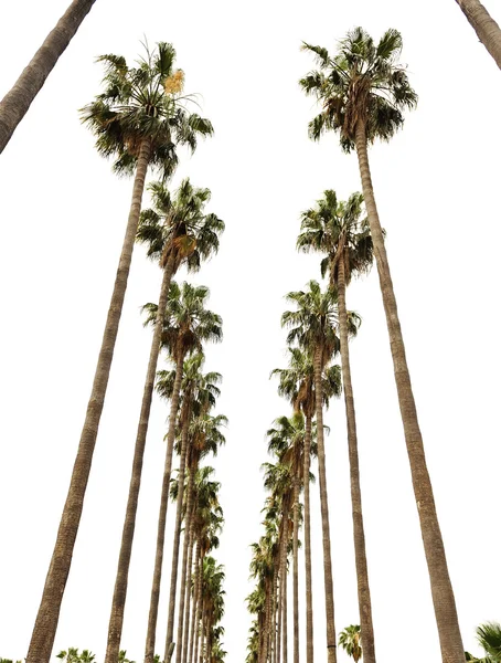 Hollywood palms — Stock Photo, Image