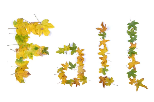Herbst, Blätter, isoliert — Stockfoto