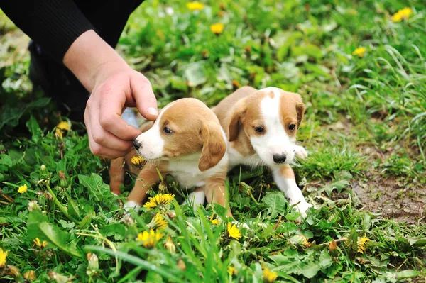 Cute puppies — Stock Photo, Image