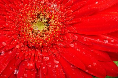 Red flower macro with water droplets on the petals clipart