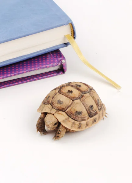 Långsam sköldpadda gå på bord med boken bakom — Stockfoto