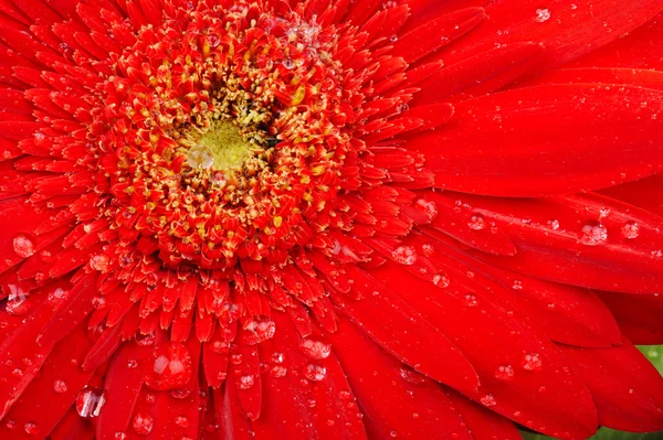 Rotes Blütenmakro mit Wassertropfen auf den Blütenblättern — Stockfoto