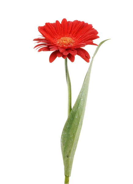 Beyaz arkaplanda izole kırmızı çiçek — Stok fotoğraf