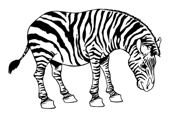 Ilustração da zebra — Fotografia de Stock