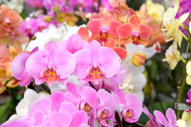 Orchids clipart