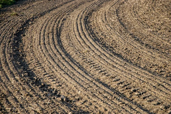 Stock image Field meadow