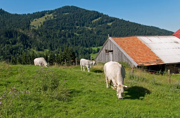Prado de vacas — Fotografia de Stock