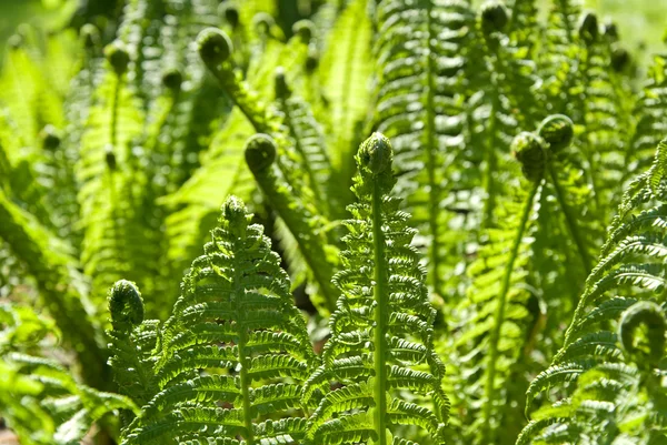 stock image Green ferns