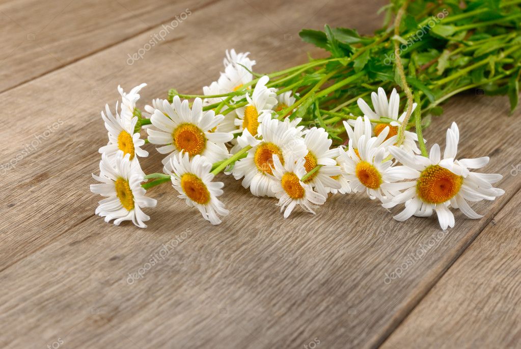 Fresh chamomile flowers — Stock Photo © e_mikh #5955097