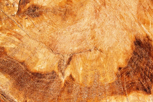 Surface du tronc d'arbre avec anneaux — Photo