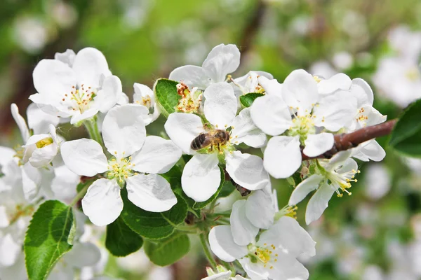 Florecimiento del manzano — Foto de Stock
