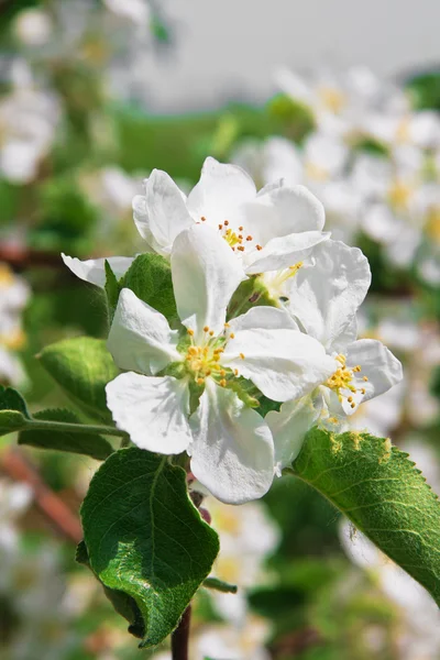 Florecimiento del manzano —  Fotos de Stock