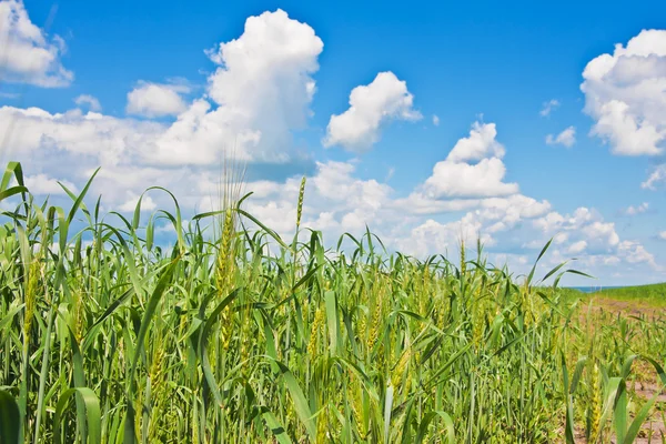 Campo de trigo rasgado e céu nublado — Fotografia de Stock
