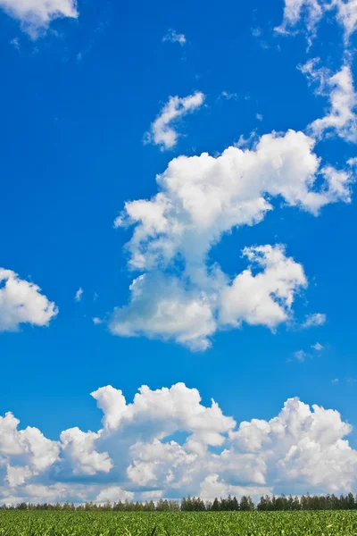 Blauer Himmel über grünem Feld — Stockfoto