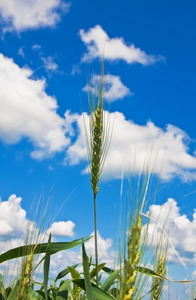 Rasgando espigas de trigo e céu nublado — Fotografia de Stock